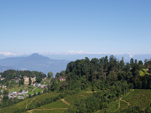 Darjeeling Tea Gardens