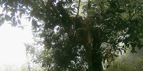El té es la infusión de la hoja de la Camelia Sinensis, un árbol perene (siempreviva), sólo uno de los 83 tipos de Camelias que existen. Los árboles pueden llegar a medir hasta 10 metros! Pero han sido “domesticados” en casi todas partes para que la recolección de la hoja sea más sencilla y eficiente.
Hoy en día se pueden encontrar Camelias Sinensis de cientos de años y varios metros de alto en la provincia de Yunnan al sur occidente Chino.
Lo que diferencia los diferentes tipos de té (blanco, verde, oolong, negro, dark…) es el proceso por el que pasa la hoja. Existen miles de tipos de té en el mundo!!!! 