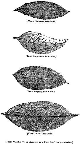 Es increíble pero todo el té que tomamos (blanco, verde, negro, oolong, pu-erh) viene de la misma planta que pasa por diferentes procesos. 
En su origen, hace más de 5000 años, debió ser realmente el mismo único varietal de planta, sin embargo con los años , debido a la manipulación del hombre, la siembra en diferentes regiones y la misma naturaleza - esta planta, la Camellia Sinensis, ha resultado en cientos de varietales distintos que aportan características organolépticas a los diferentes tipos de té que se hacen con sus hojas. 
Tanta complejidad trás algo tan simple como una taza de té….